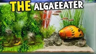 This is THE Algae-eater you will need for your algae problems!