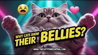 Why do Cats Show Their Bellies? Shocking Secrets!