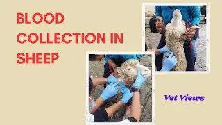 Blood collection in Sheep #blood collection