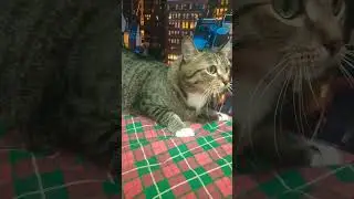 Почему 🐱 ходит по пятам за хозяином🐾