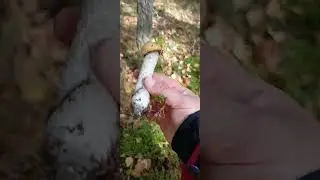 ЛЕС: прогулка+грибы