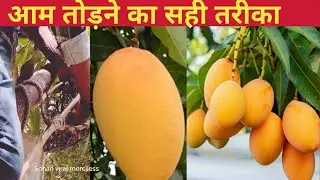 Indian mango | Indian mango tree | Indian vlogger | Indian vlog video #indianmango #mango