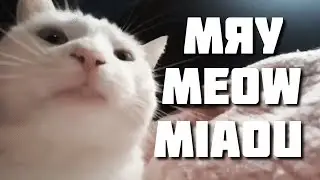 «Мяу» на разных языках