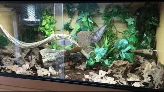 My Corn Snake Bioactive Setup!