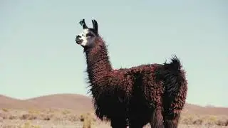 VIDEOCLIP MADEIRA