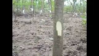 Окулировка в питомнике, часть 2