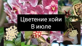 цветение хойи в июле
