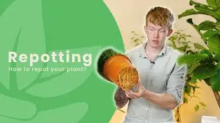 EVERYTHING You Need To Know About REPOTTING Your Houseplant