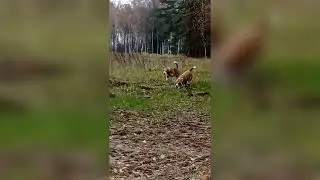 Бигли на прогулке