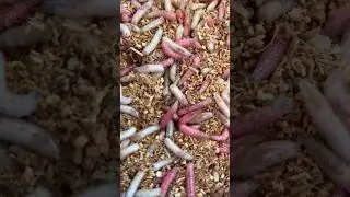 Maggots for carp 