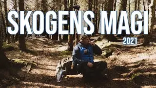 Norway | Magic Of The Forest