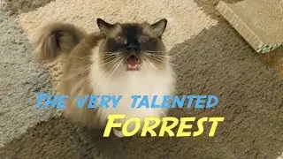 Forrest and his talents...