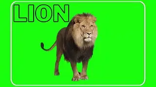 lion green screen video {animal green screen video} 