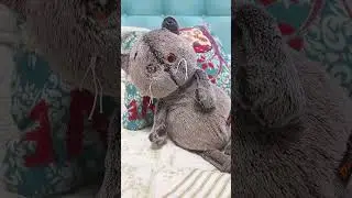 обычный 🐱 #приколы #шортс