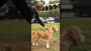 Simple Training tips for a Bernedoodle  
