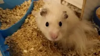 КАК ПРИУЧИТЬ ХОМЯКА К ДОМИКУ