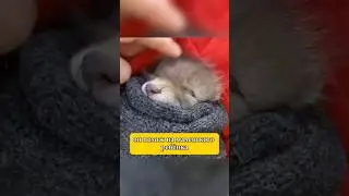 СПАСЕНИЕ МАЛЕНЬКОГО ЛИСЕНКА 