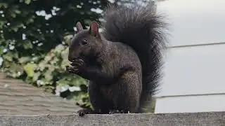 Squirel eating in Canasa 
