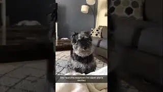 Sad Schnauzer Hour😞  