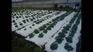 состояние клубники после зимы