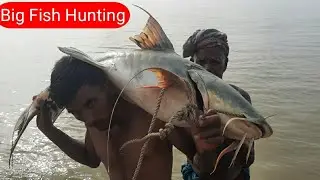Most Amazing Biggest Fish Hunting||Top Big Fish  Catching🐬