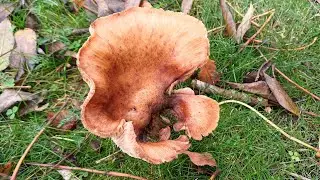 herfst in het Wentholtpark (CD 131 nr. 1)