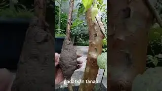 CARA CANGKOK POHON MUDAH DAN PRAKTIS CEPAT BERBUAH