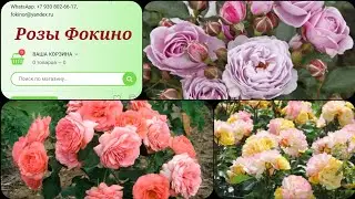 🌹Review of rose seedlings from the Fokino rose nursery! Spring 2023. 🌹