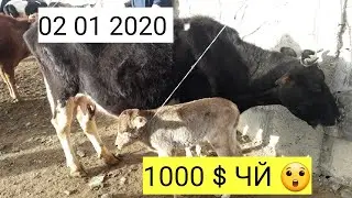 МОЛ БОЗОРИ СУФИ ОРИФ  ДАР РУЗИ ПАЙШАНБЕ НАРХО