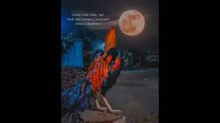 Story wa ayam jago Psht terbaru