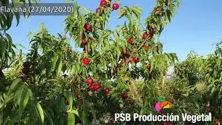 PSB FLAVANA | BETA FİDAN