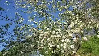 Птицы и цветы