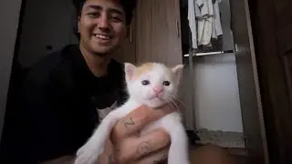 Gatitos