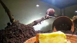 African snail