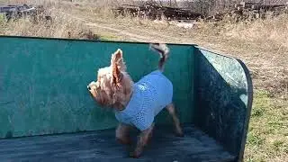 Теплица, перцы и баклажаны и печка в бане.