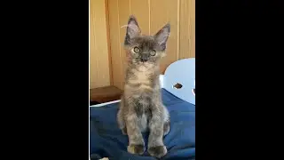 Нонна, девочка мейн кун