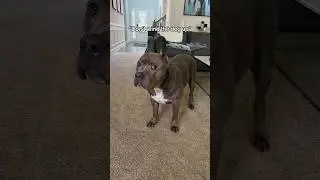“But he likes it!”