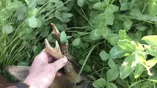 2 roe bucks Gus,s training continues