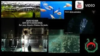 GENTE BETTA MÉXICO OFICIAL Aireación acuario alevines pez betta