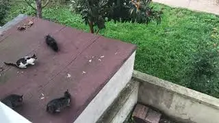 SOKAKTAKİ KEDİLERİME SERPME KAHVALTI ❤️