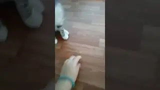 в какой город залетело это видео?