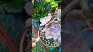 #Succulent #plant #succulents #plants #cactus #propagation #homegarden #care #tips