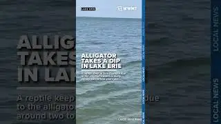 Grinning gator spotted swimming in Lake Erie 🐊