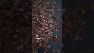 Autumn walk 
