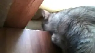Кошка греется на батарее