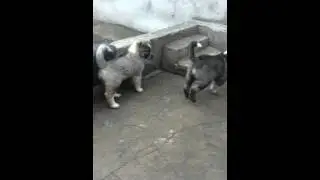 Armenian Gampr puppy Archuk vs Bek