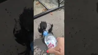 ВОРОНА попросила пить 