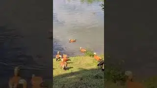 Царицыно