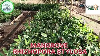Peresmian rumah bibit mangrove 