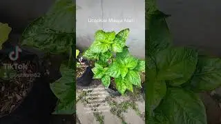 Hasil ujicoba pupuk buatan sendiri